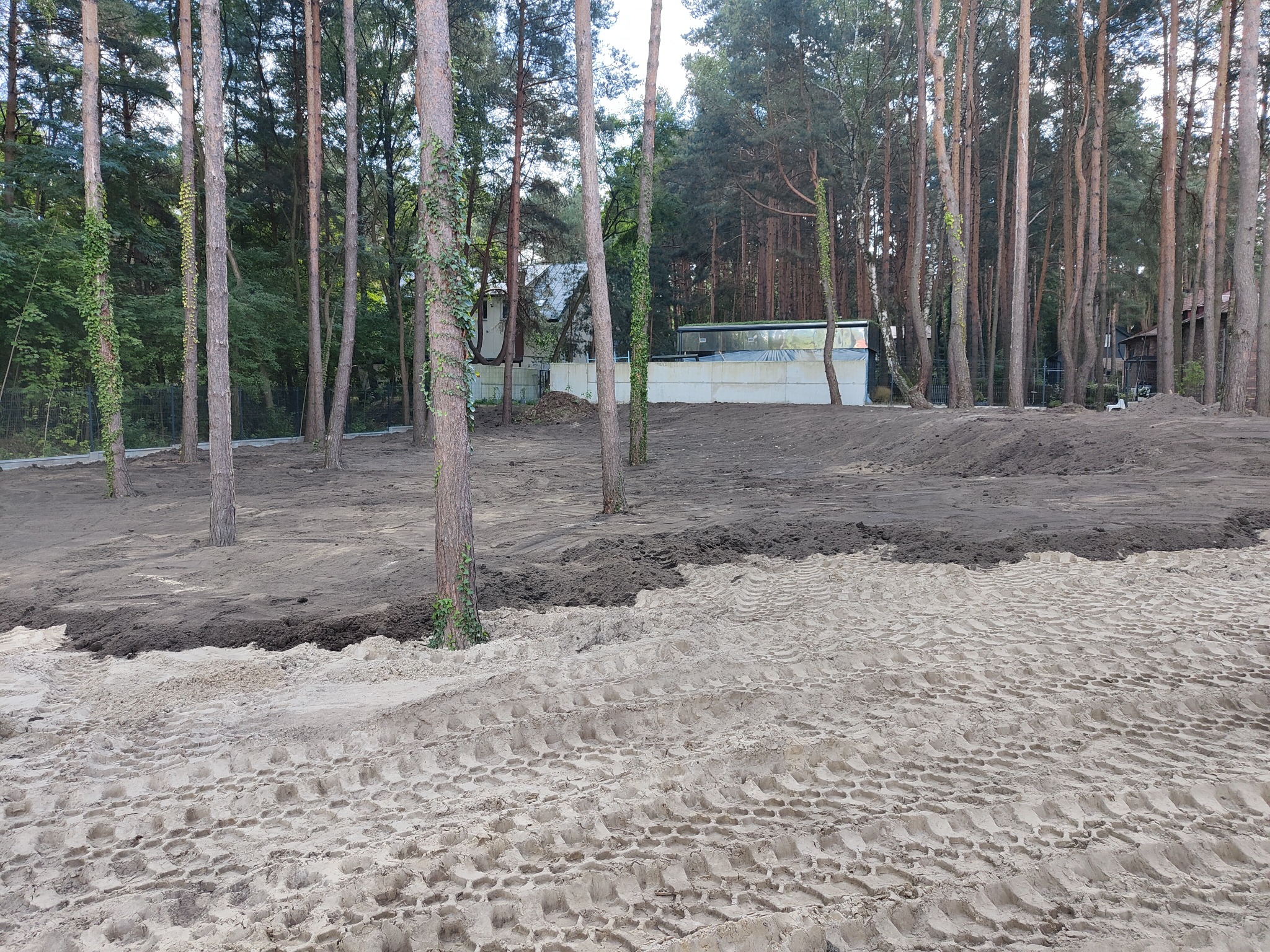 Przygotowany teren pod przyszły ogród z widocznymi śladami opon maszyny budowlanej, otoczony sosnowym lasem i budynkami w tle.