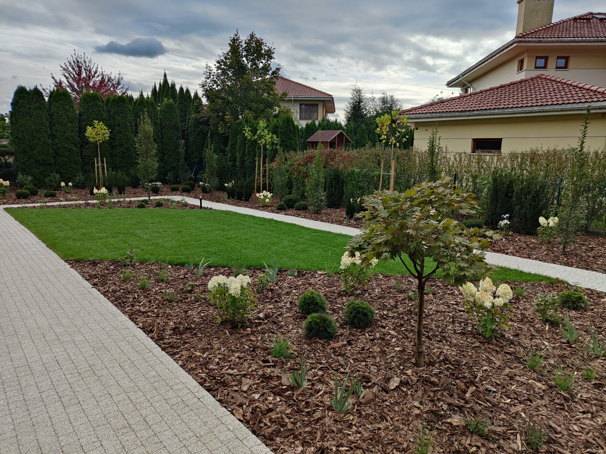 Uporządkowany ogród z równo przyciętym trawnikiem, ścieżką z kostki brukowej, rabatami z korą, krzewami hortensji i młodymi drzewkami, w tle wysokie tuje i domy.