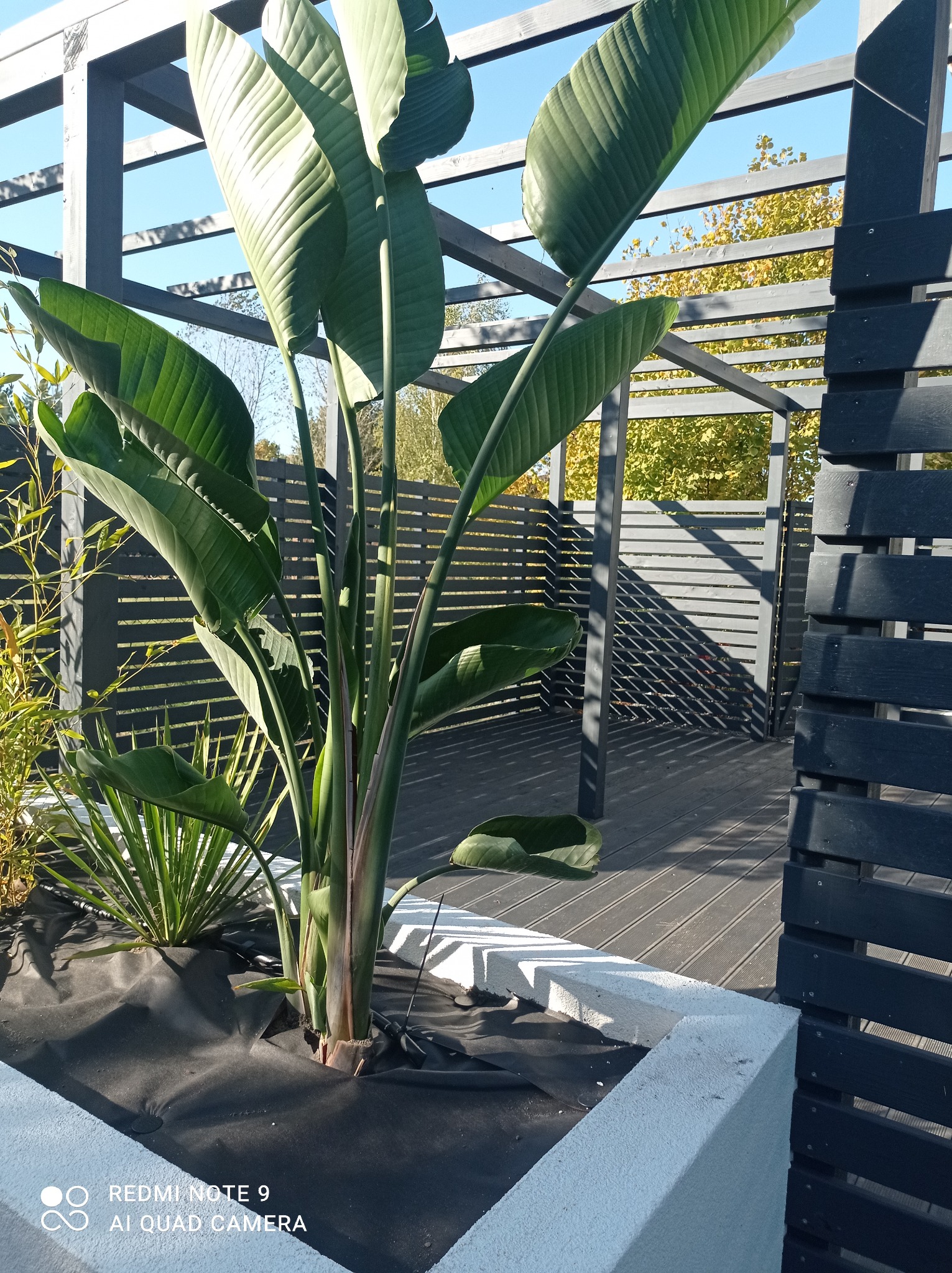 Egzotyczna roślina Strelitzia w donicy z czarną agrowłókniną, na tle drewnianej konstrukcji pergoli i desek tarasowych w odcieniach szarości.