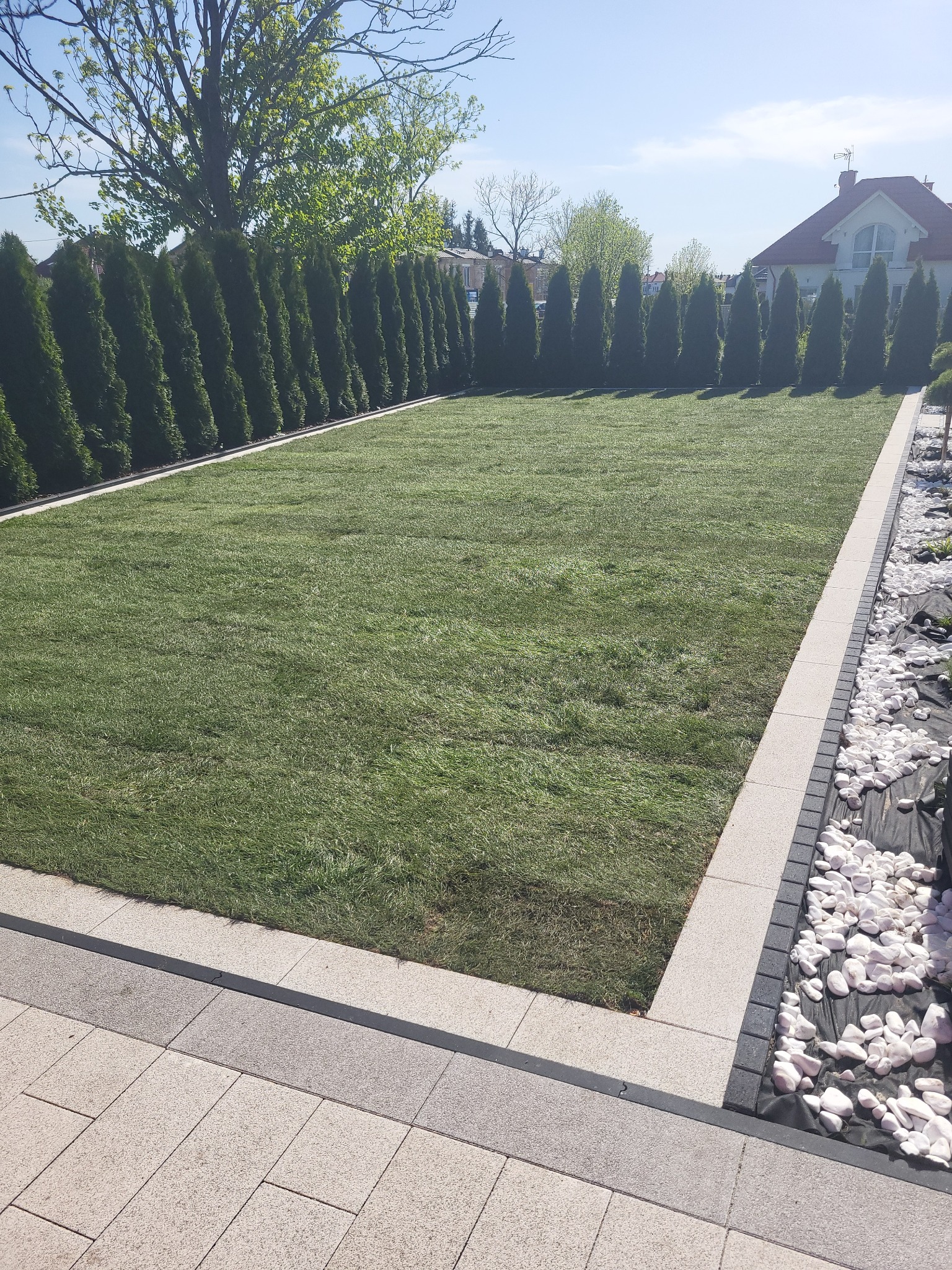 Równy trawnik otoczony rzędem wysokich tuj, z obrzeżem z kostki brukowej i rabatą z białych kamieni, na tle jasnego domu i błękitnego nieba.