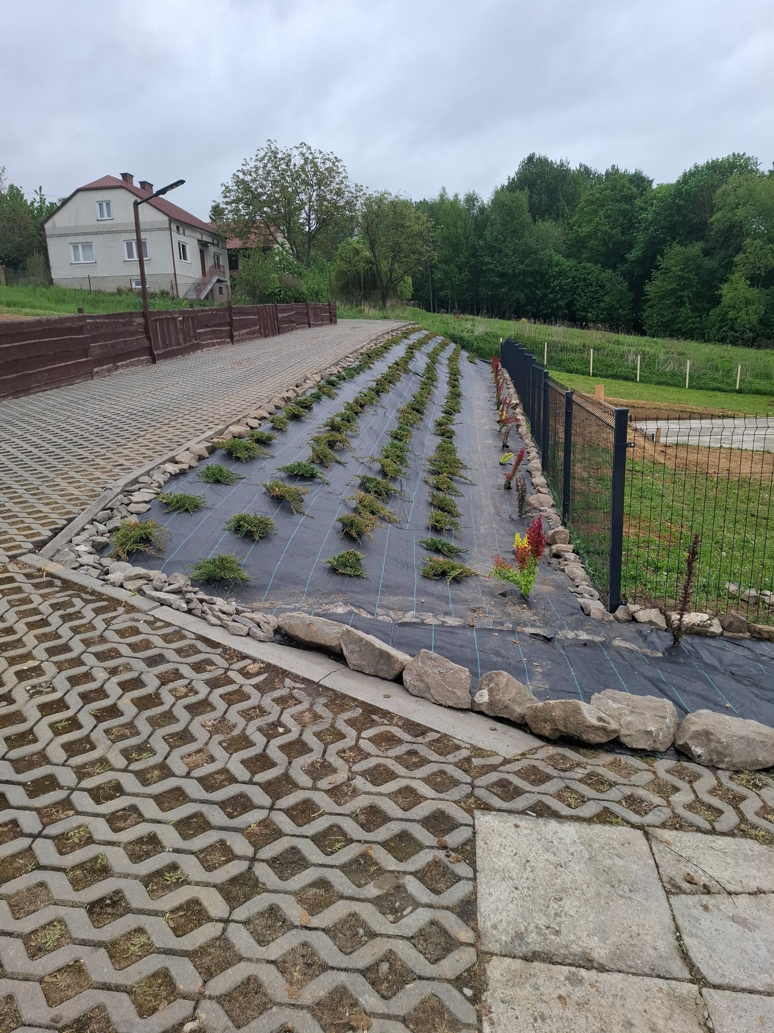Fragment ogrodu w trakcie zakładania: czarna agrowłóknina, rzędy sadzonek iglaków i kwiatów, obrzeże z kamieni, ażurowe płyty chodnikowe, ogrodzenie panelowe.