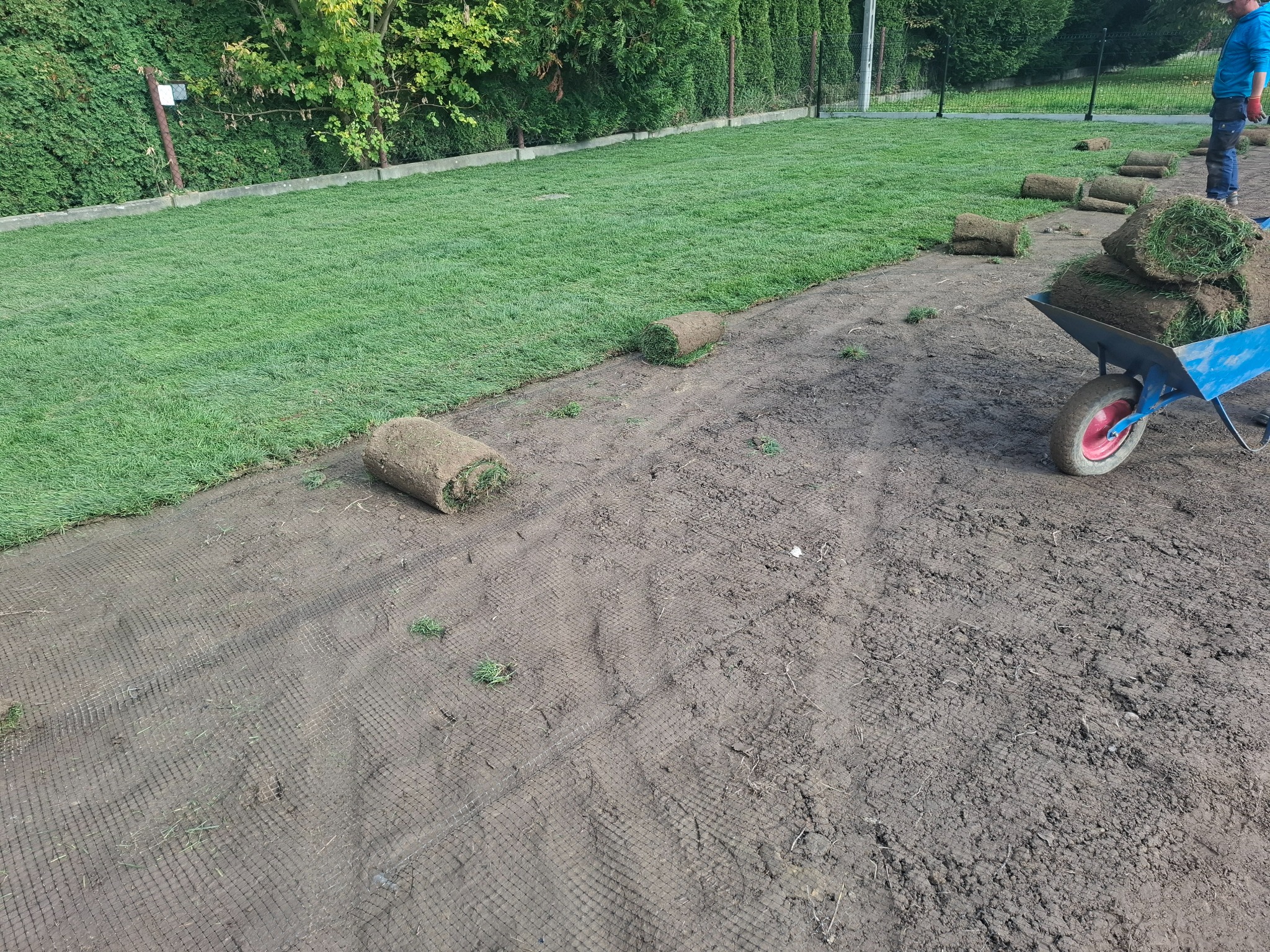 Rozkładanie trawy z rolki na siatce w ogrodzie. Częściowo ułożona trawa, taczka z rolkami trawy, widoczny pracownik w niebieskiej bluzie.