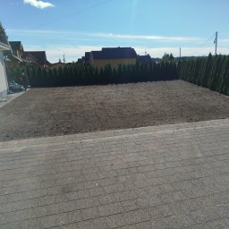 LATO-GARDEN - Przygotowany teren pod trawnik z rolki, widok z kostki brukowej. W tle rząd tuj i domy. Prace ogrodnicze w słoneczny dzień.
