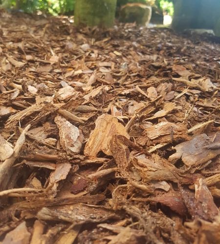 Kora drzewna rozsypana na ziemi w ogrodzie, widok z niskiej perspektywy. W tle widoczne pnie drzew. Naturalne ściółkowanie gleby.