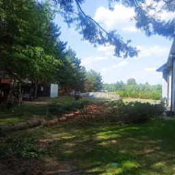 Świeżo ścięte drzewo iglaste leżące na trawniku obok domu jednorodzinnego, widoczne pozostałości pnia oraz gałęzie, w tle las i zabudowania gospodarcze.