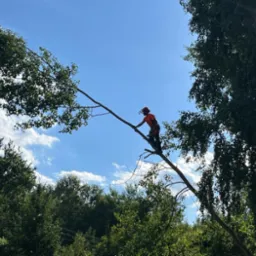 Arborysta w kasku i uprzęży, na wysokości, przycina gałąź drzewa na tle błękitnego nieba z chmurami i promieniami słońca.