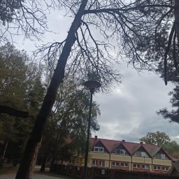 Wycinka drzew Gałkowice nowe 24