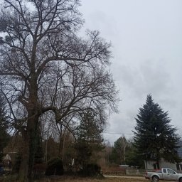 Wycinka drzew Gałkowice nowe 9