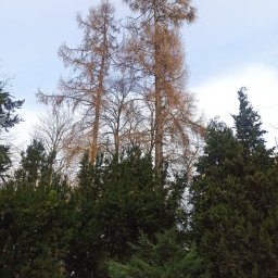 Wycinka drzew Gałkowice nowe 6