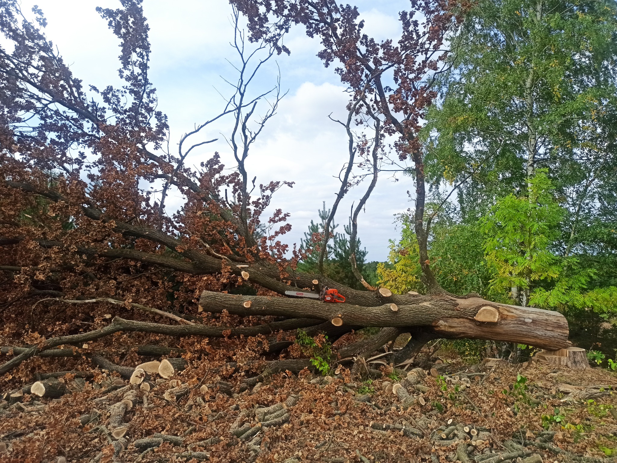 Ścięte drzewo z leżącą na nim piłą spalinową, widoczne liczne gałęzie i liście na ziemi oraz pnie ściętych drzew w tle.