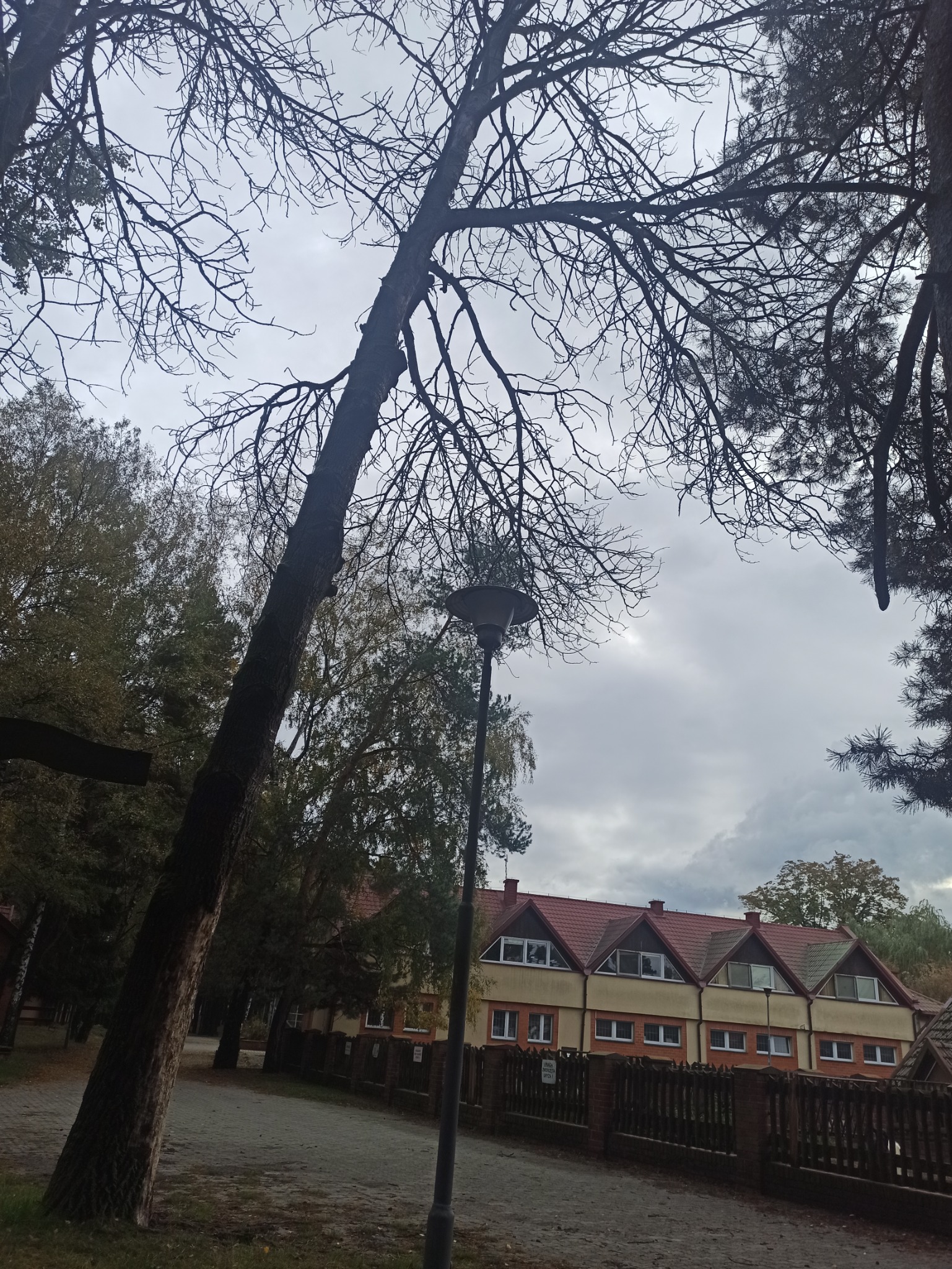 Pochyłe drzewo bez liści w Gałkowicach Nowych, widok z dołu na szare niebo i budynek z czerwonym dachem za drewnianym płotem.