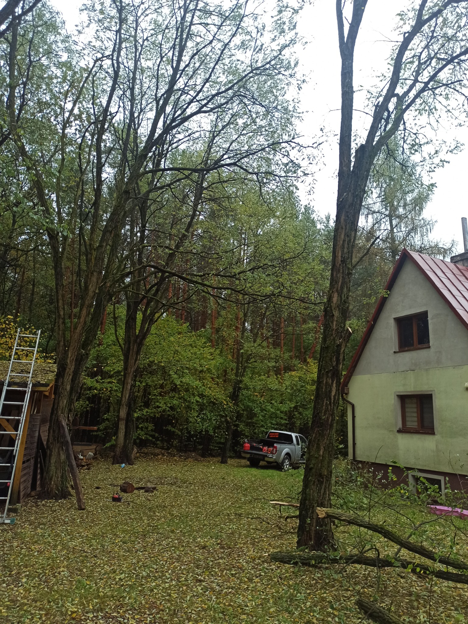 Podwórko po wycince drzew: ścięte gałęzie leżą na trawie pokrytej liśćmi, w tle dom z czerwoną dachówką i srebrny pickup z kanistrem w skrzyni ładunkowej oraz drabina oparta o drewnianą konstrukcję.