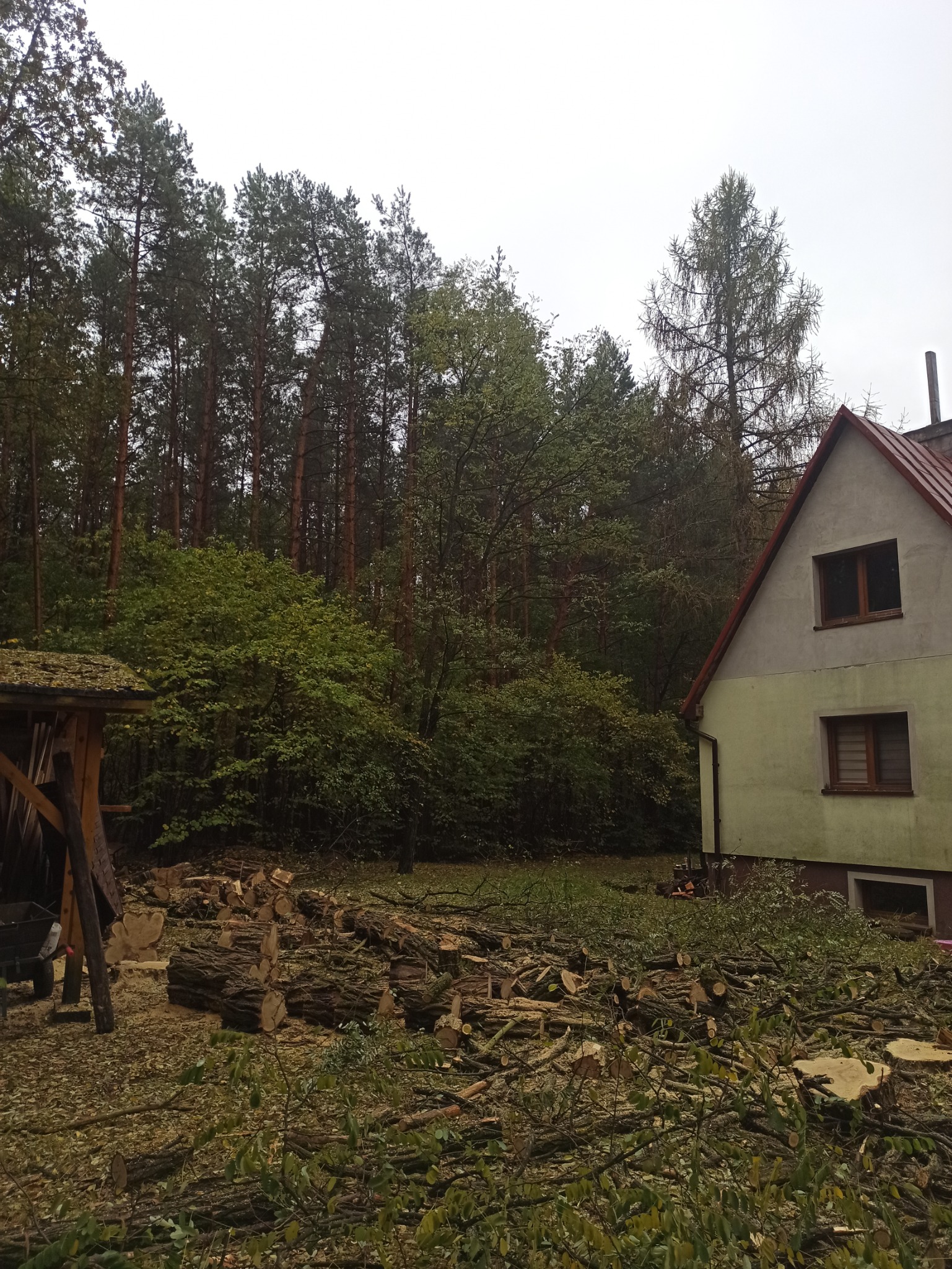 Teren po wycince drzew w pobliżu domu, widoczne pnie i gałęzie, w tle las iglasty.