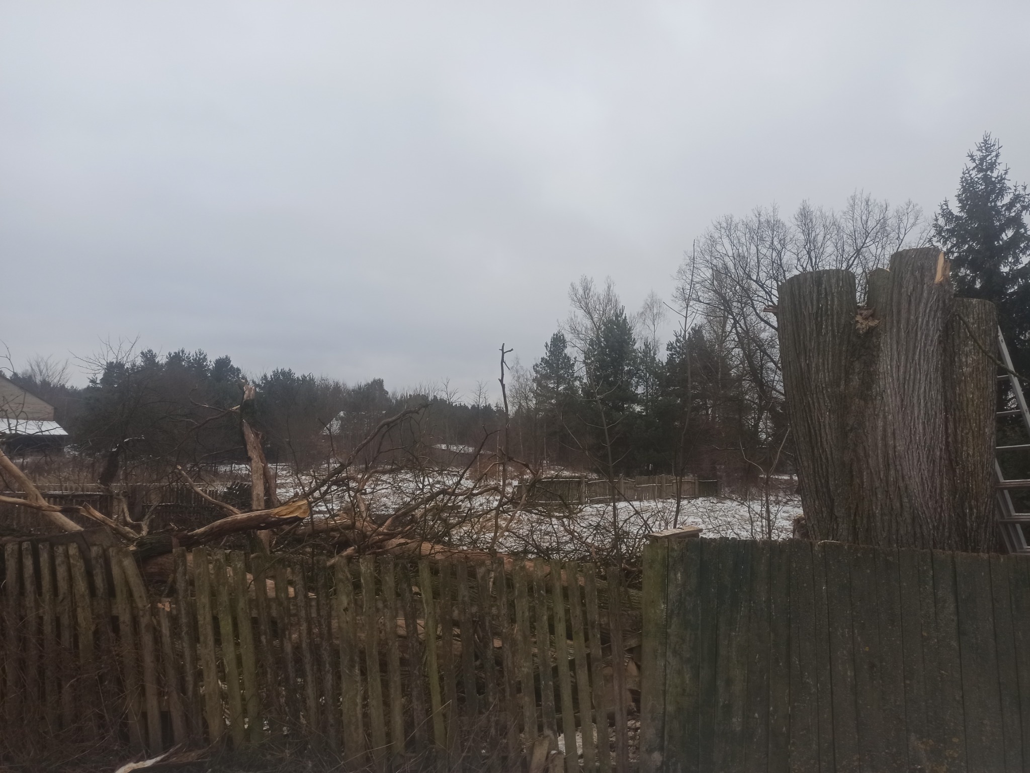 Ogród po wycince drzewa: widoczny pień po ściętym drzewie z drabiną opartą o niego, oraz gałęzie i resztki drewna za starym, drewnianym płotem w zimowej scenerii.