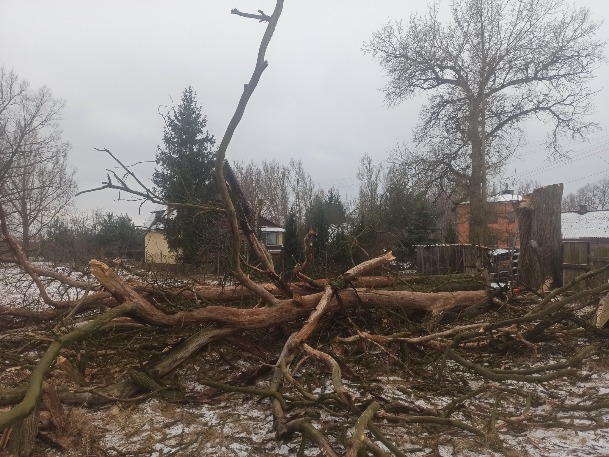 Połamane gałęzie i fragment pnia po wycince drzewa na tle zabudowań i pochmurnego nieba.