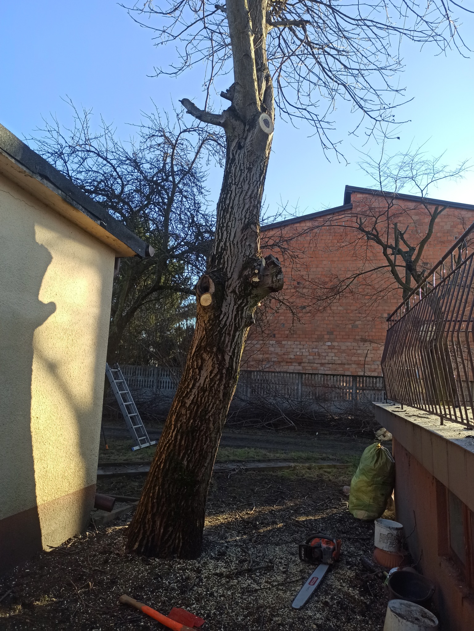 Ogolone drzewo z widocznymi świeżymi śladami cięcia gałęzi, piła łańcuchowa, siekiera i worek na gałęzie leżące u podstawy pnia, w tle budynki i drabina.