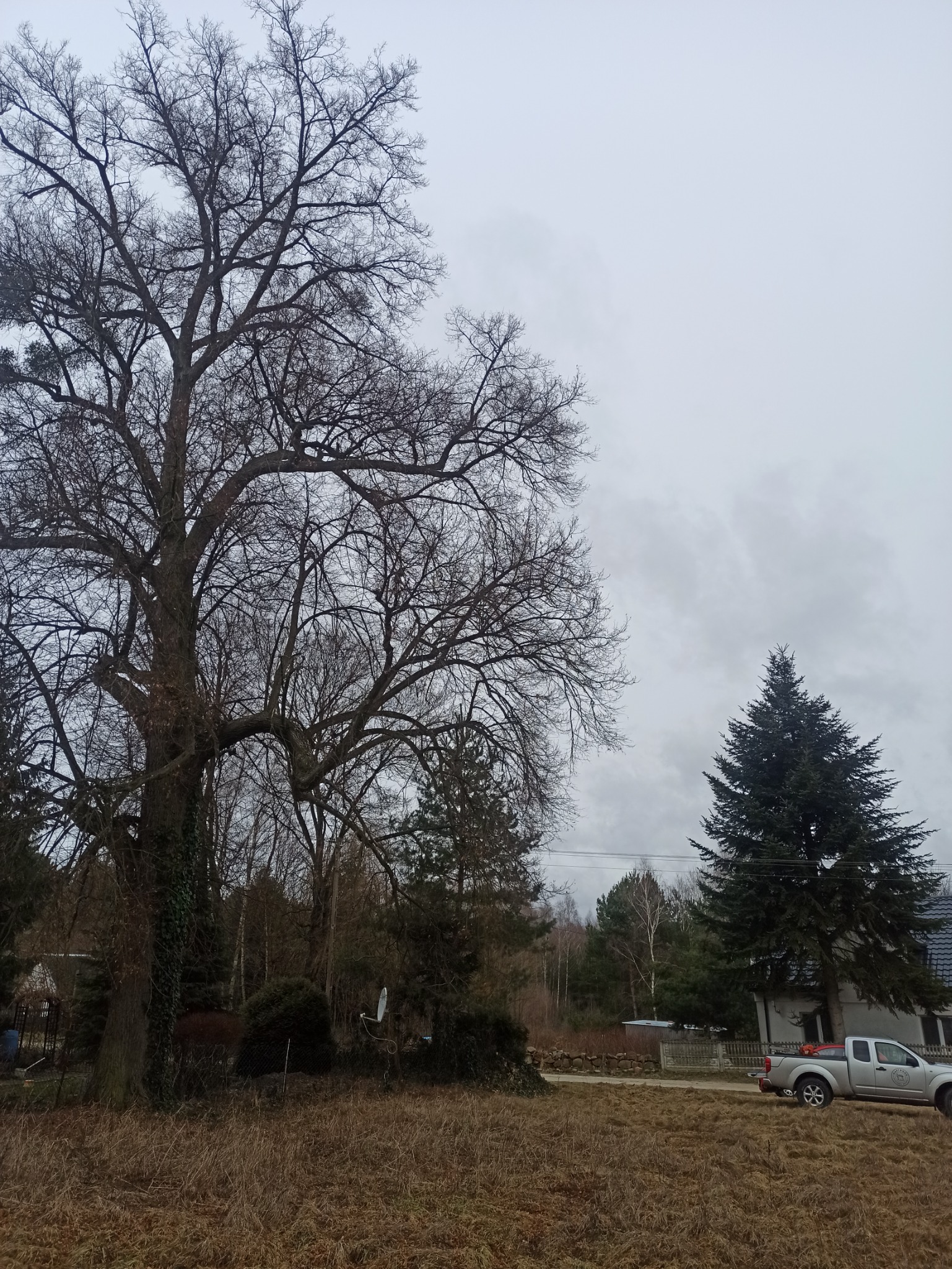 Duże drzewo liściaste bez liści, częściowo porośnięte bluszczem, na tle pochmurnego nieba, z widocznym w tle domem i samochodem typu pickup.