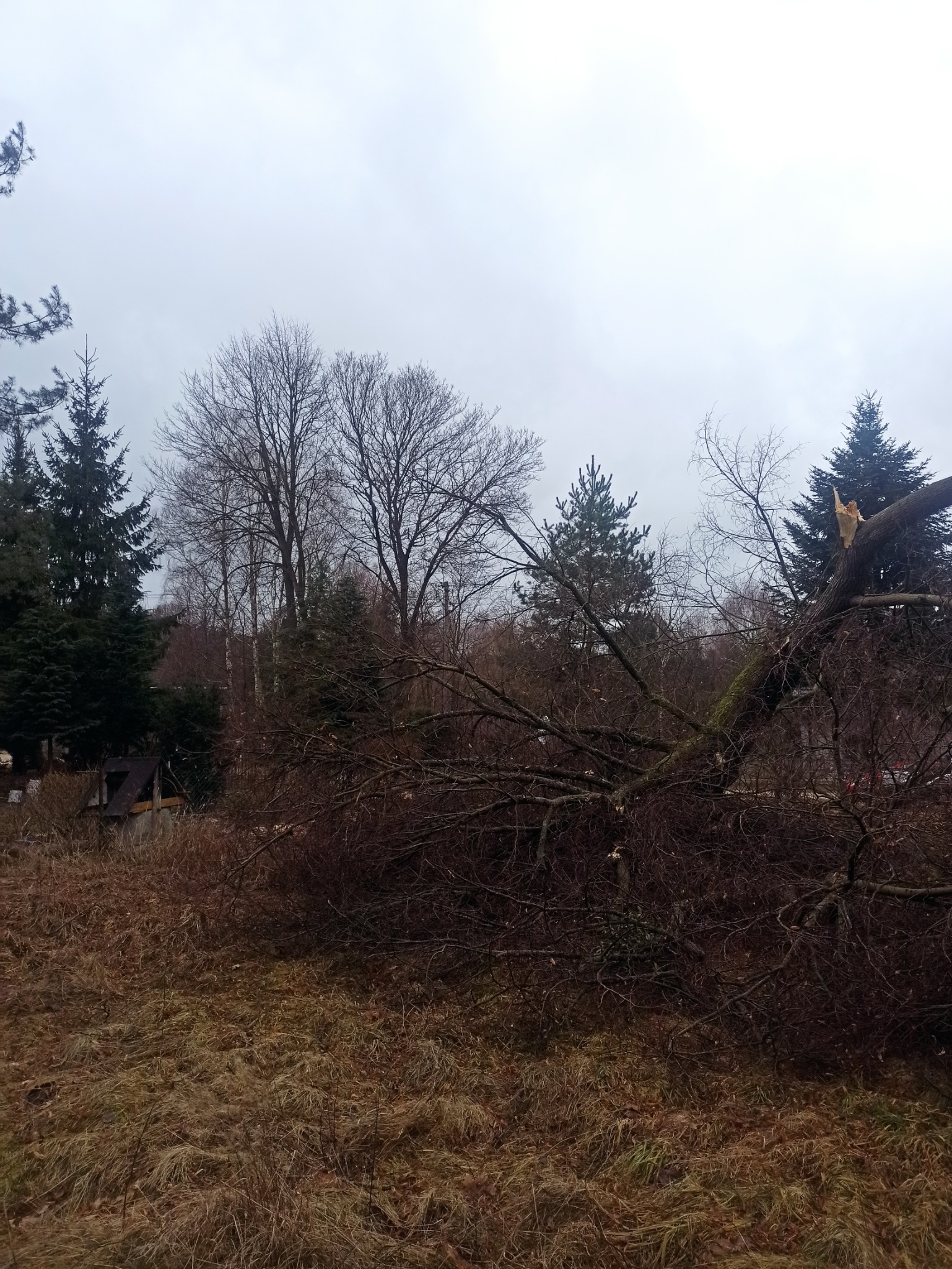 Połamane drzewo po wichurze, widoczne złamane gałęzie i pień z uszkodzoną korą, w tle budynek i inne drzewa.