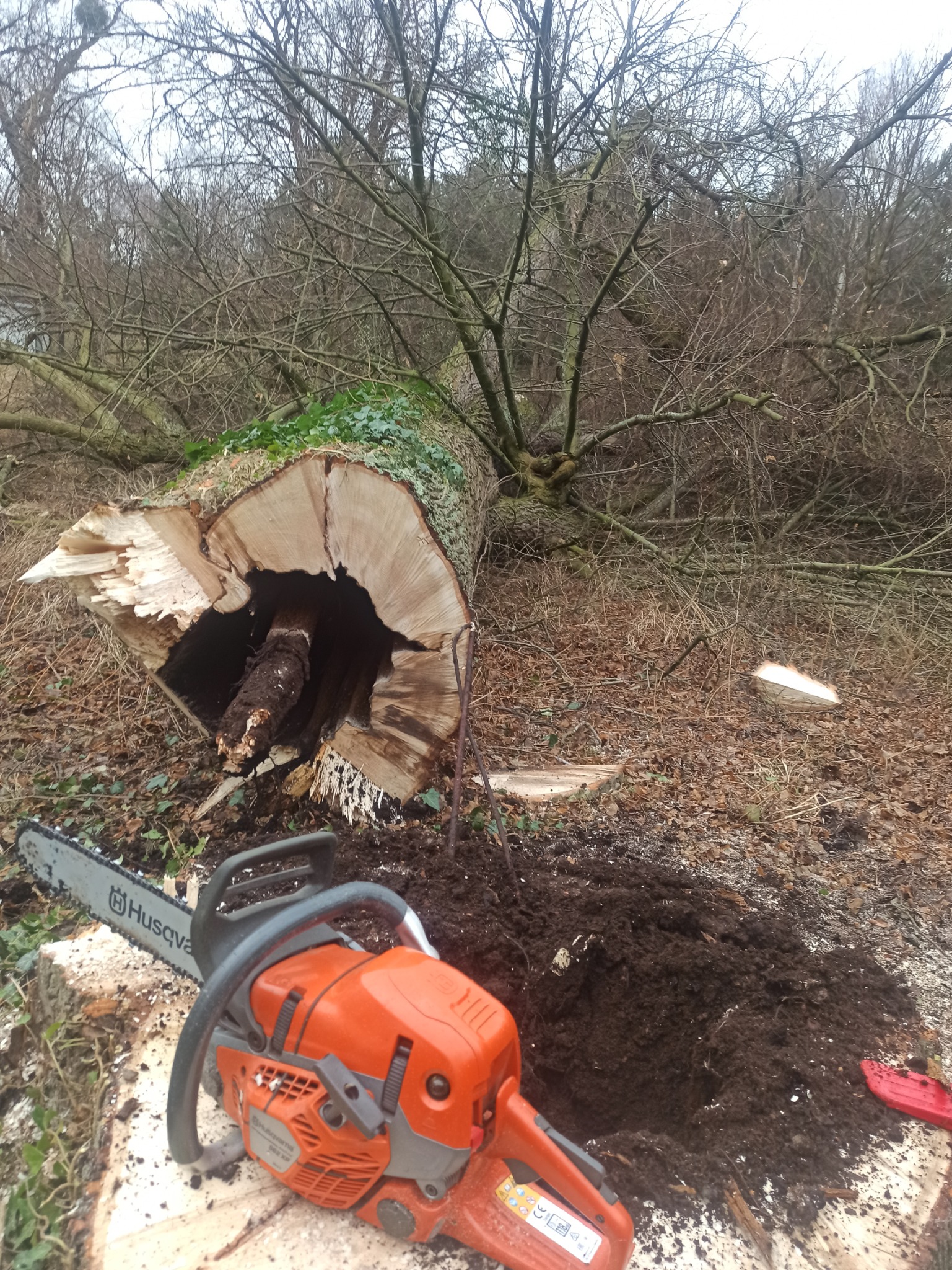 Ścięte drzewo z widoczną dziuplą, pokryte bluszczem, z pomarańczową piłą łańcuchową Husqvarna na pierwszym planie i ściętym pniem w tle.