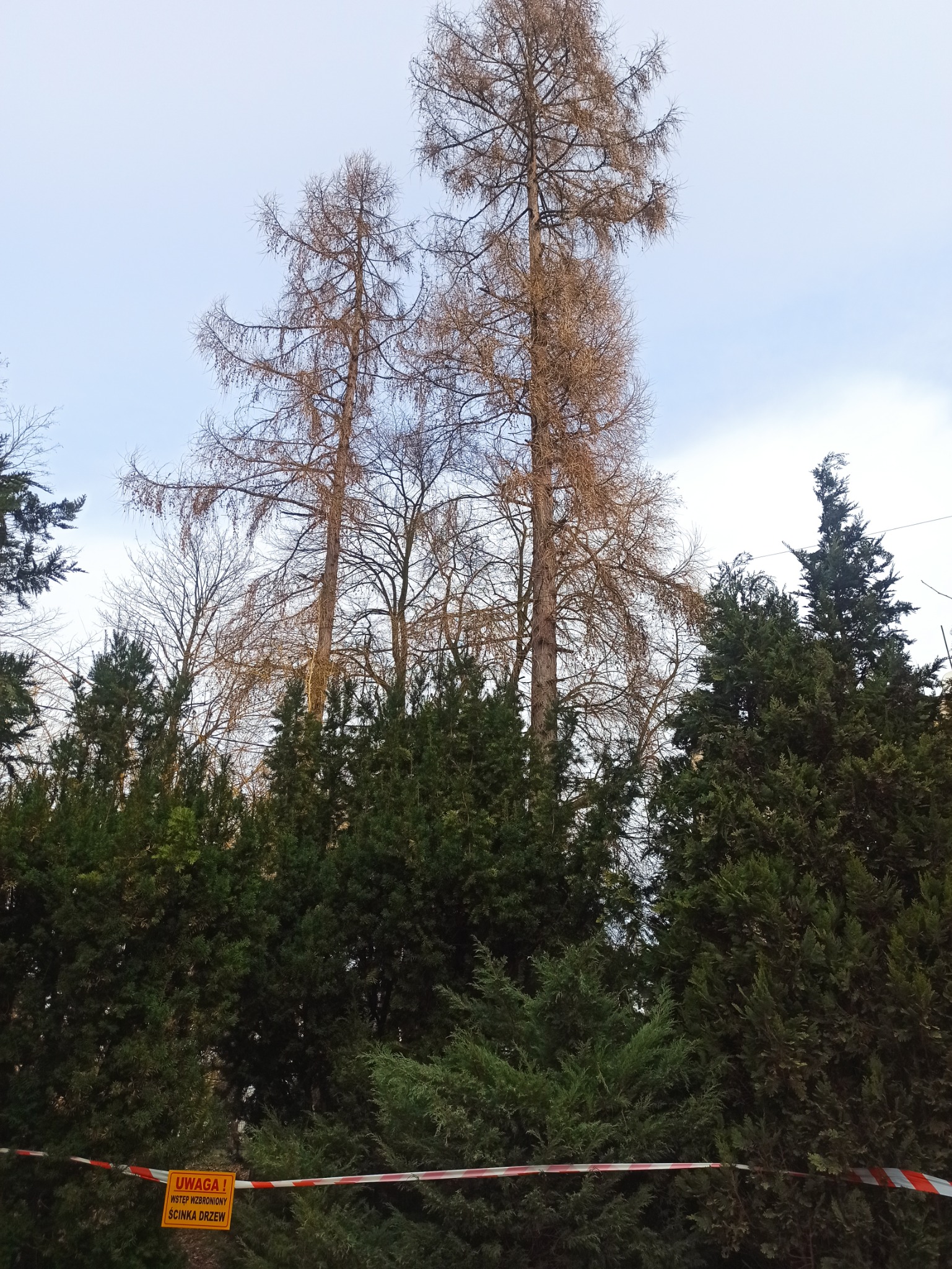 Wysokie, uschnięte drzewa iglaste w tle zielonych krzewów, zabezpieczone taśmą ostrzegawczą i żółtą tablicą z napisem 'Uwaga! Wstęp wzbroniony. Ścinka drzew'.