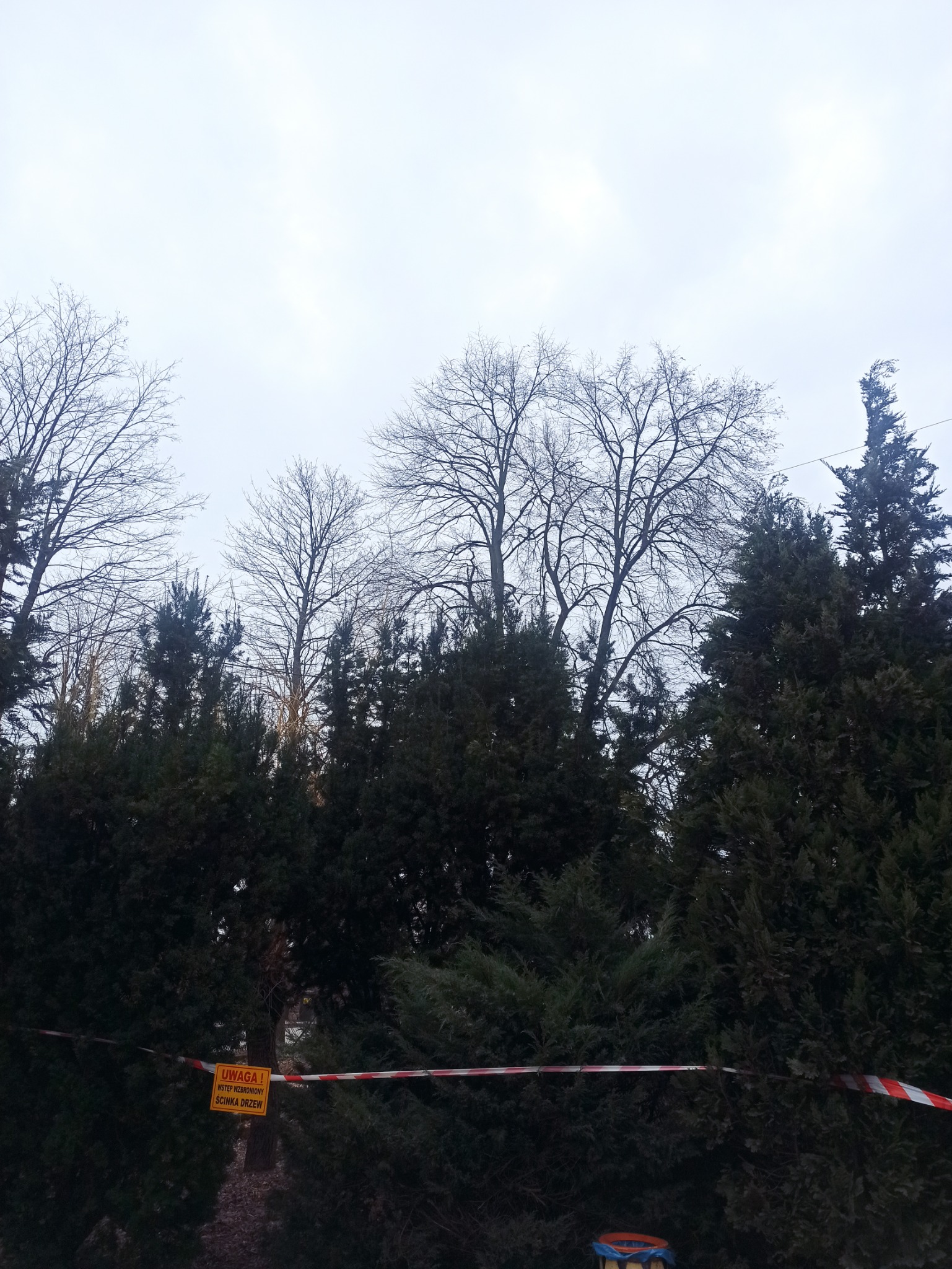 Oznakowany taśmą i tabliczką teren przygotowany do wycinki drzew, widoczne drzewa iglaste i liściaste bez liści na tle pochmurnego nieba.