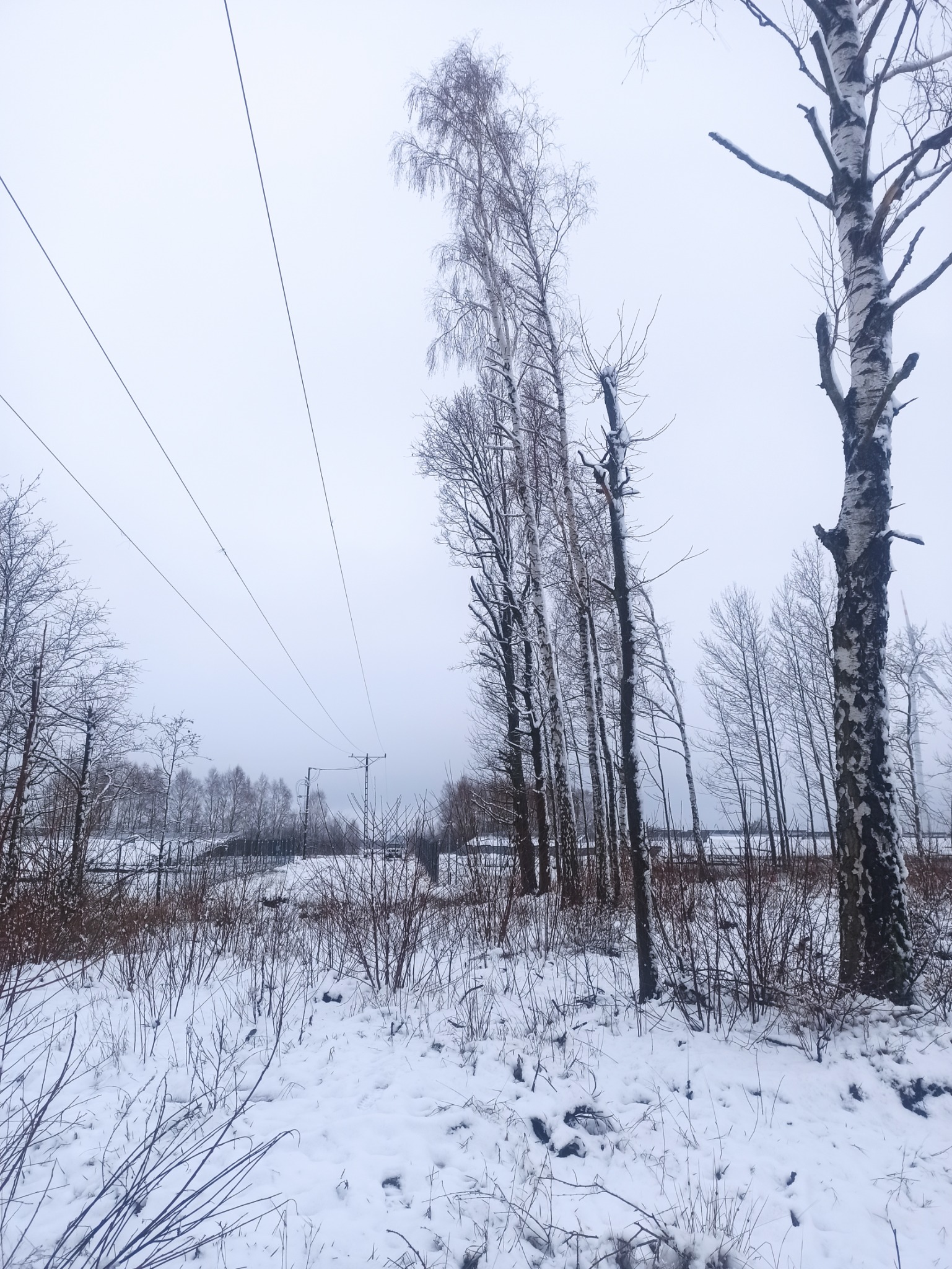 Zimowy krajobraz z wysokimi brzozami i liniami energetycznymi na tle pochmurnego nieba. Śnieg pokrywa ziemię i krzewy.