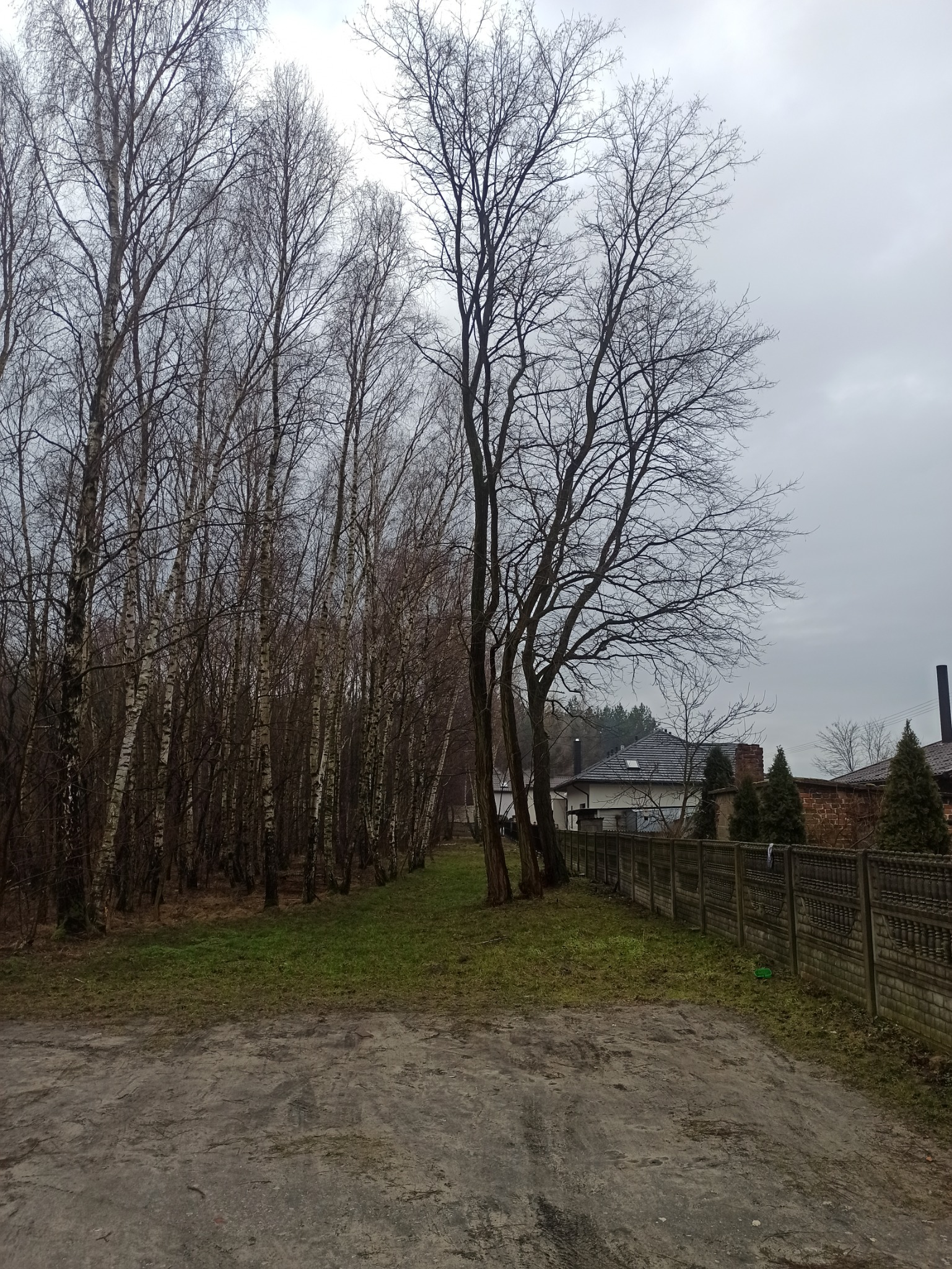 Rząd wysokich, bezlistnych brzóz z białymi pniami, sąsiadujący z pojedynczymi drzewami liściastymi wzdłuż betonowego ogrodzenia posesji, sfotografowany w pochmurny dzień.
