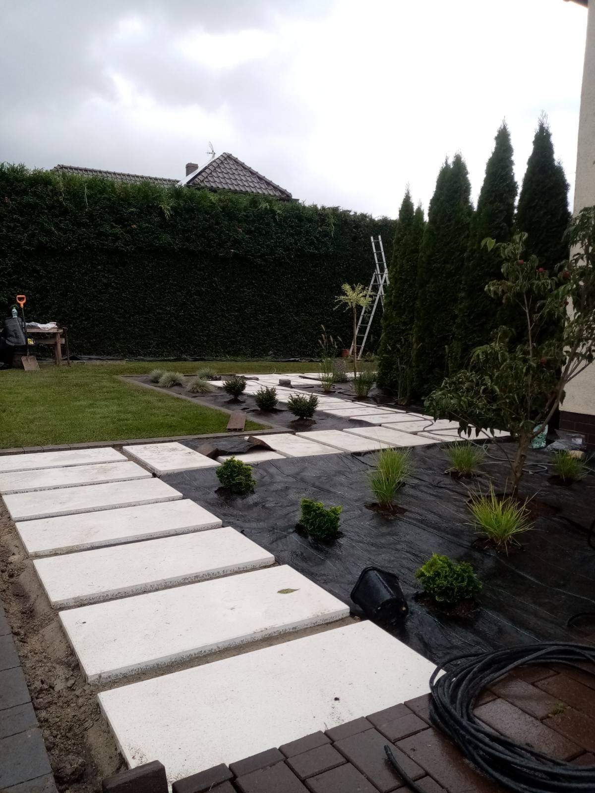 Ścieżka z jasnych, prostokątnych płyt betonowych na czarnej agrowłókninie, otoczona świeżo posadzoną roślinnością ozdobną, widok na ogród z wysokim żywopłotem i drabina oparta o drzewo.