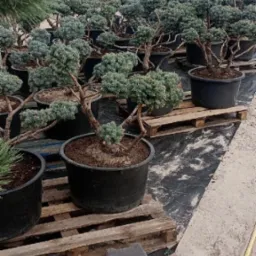 Szkółka drzew ozdobnych: liczne bonsai sosny w czarnych donicach na drewnianych paletach, widok z bliska na tle rzędów podobnych drzew.