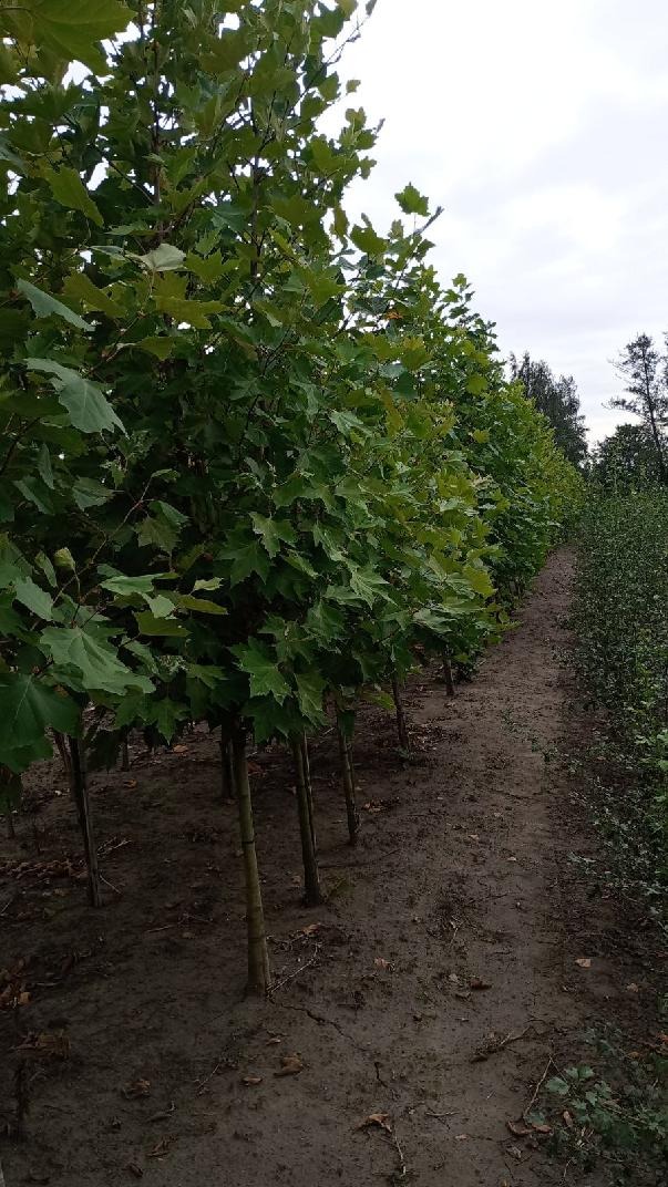 Rząd młodych platanów z zielonymi liśćmi, posadzonych w szkółce drzew, widok z perspektywy ścieżki z ubitej ziemi.