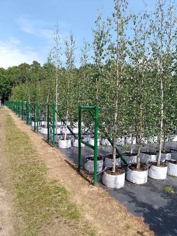 Rząd młodych brzóz w białych workach szkółkarskich, zabezpieczonych zielonymi metalowymi podporami, na tle zieleni drzew i błękitnego nieba.