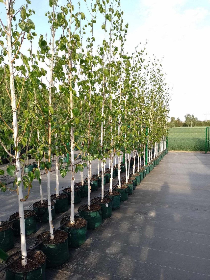 Rząd młodych brzóz o białych pniach, posadzonych w zielonych donicach na czarnej macie szkółkarskiej, z zielonym polem w tle.