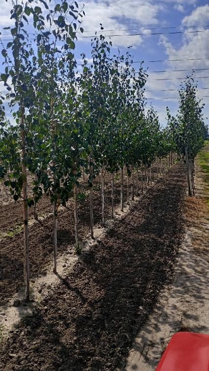 Rząd nowo posadzonych, młodych drzewek z zielonymi liśćmi, ustawionych wzdłuż pola, widok z perspektywy lekko z dołu w słoneczny dzień.