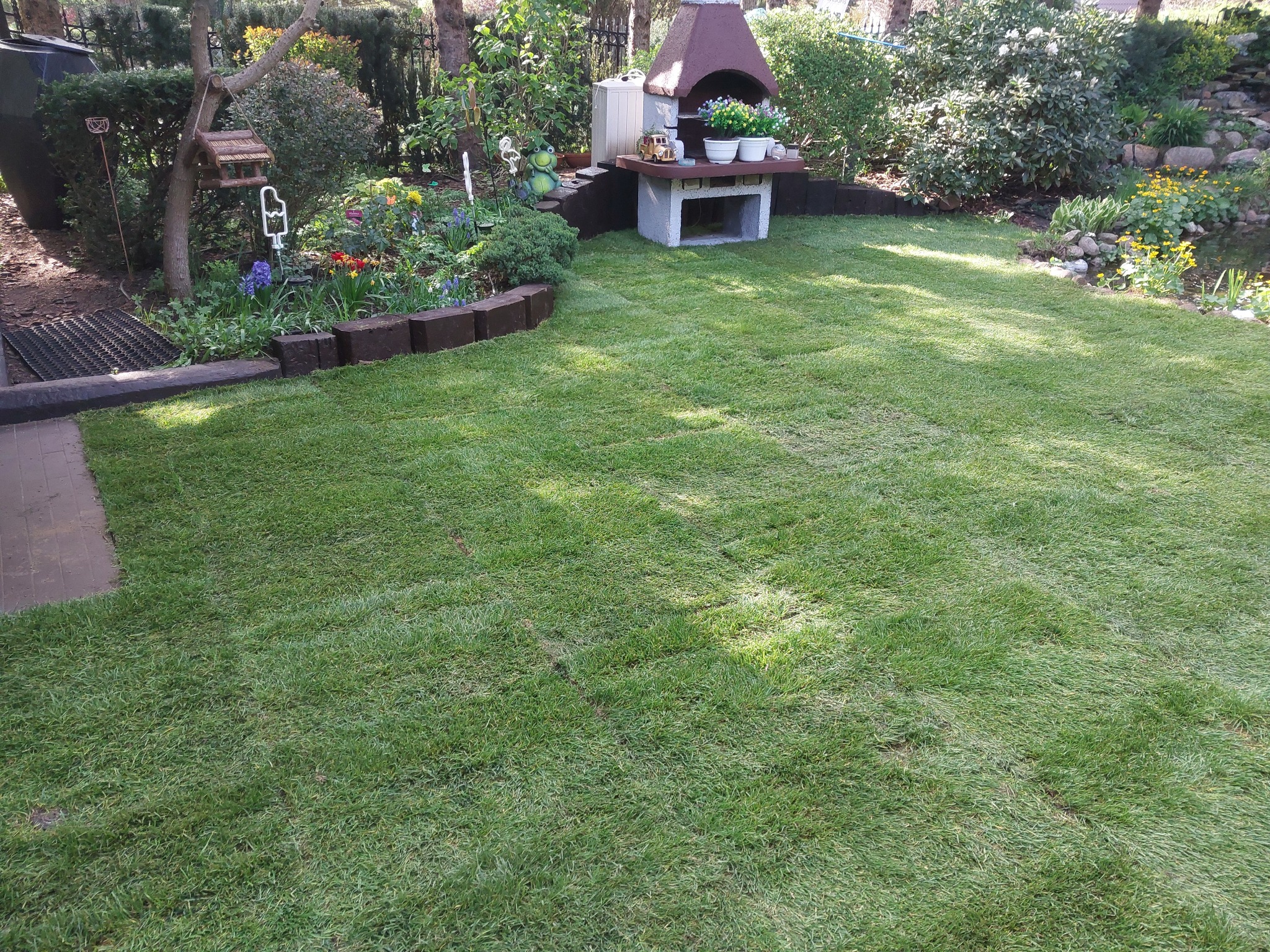 Świeżo ułożony trawnik z rolki w ogrodzie, z widocznym grillem ogrodowym, rabatami kwiatowymi i oczkiem wodnym w tle.