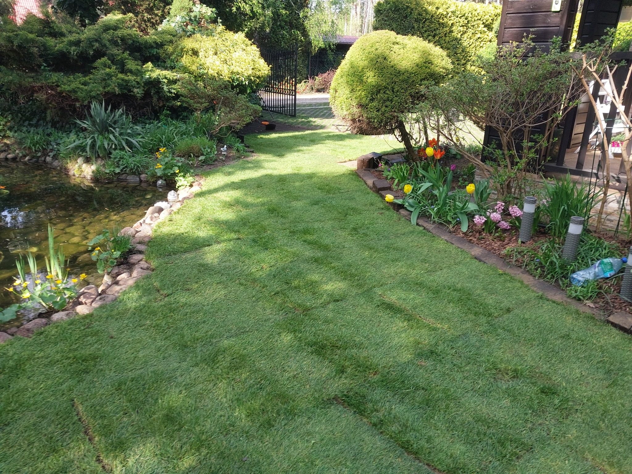 Świeżo ułożona trawa z rolki w ogrodzie z oczkiem wodnym, widoczne ślady po łączeniach, tulipany i inne kwiaty wzdłuż ścieżki, butelka wody obok lampy ogrodowej.