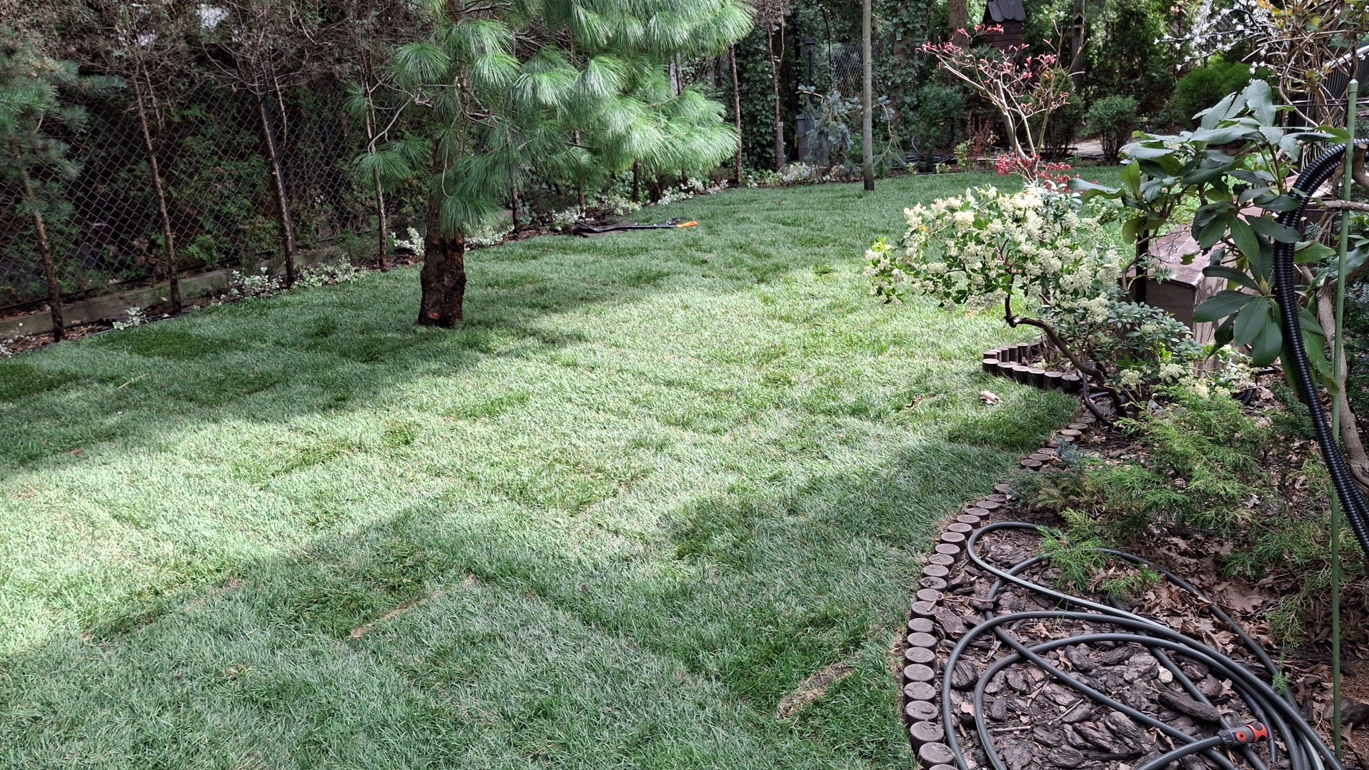 Świeżo rozłożona, soczysta trawa z rolki w ogrodzie, z widocznymi drzewami i krzewami oraz wężem ogrodowym w tle.