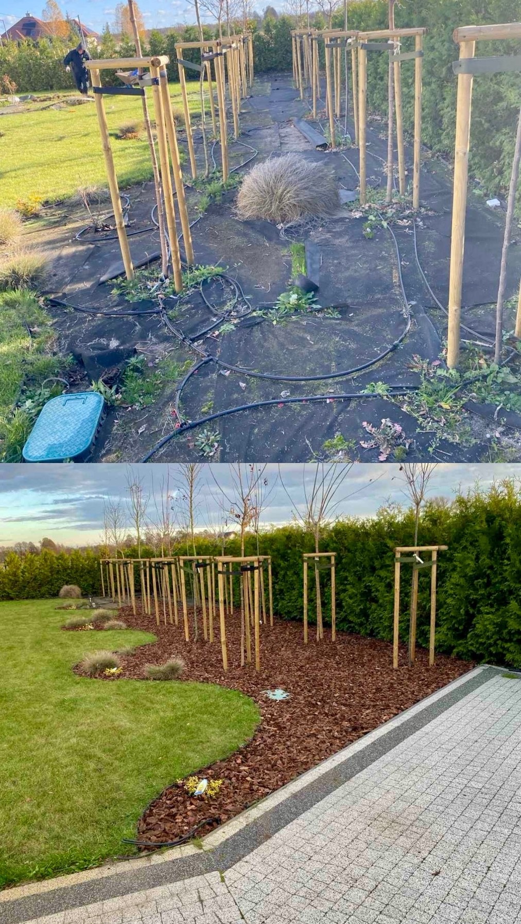 Zdjęcie 'przed i po' ukazuje zakładanie ogrodu: widok przed z czarną agrowłókniną i systemem nawadniania, a po z korą, trawnikiem i młodymi drzewkami.