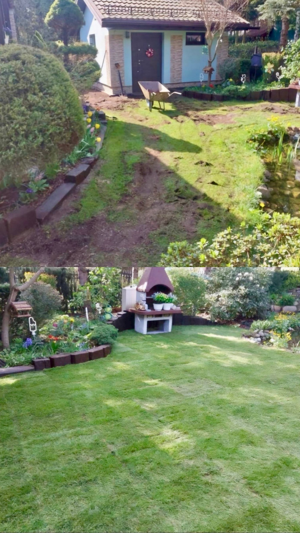 Zdjęcie 'przed i po' ukazujące transformację ogrodu: zniszczony trawnik kontra gęsta, zielona darń. W tle widoczny domek narzędziowy i elementy dekoracyjne.