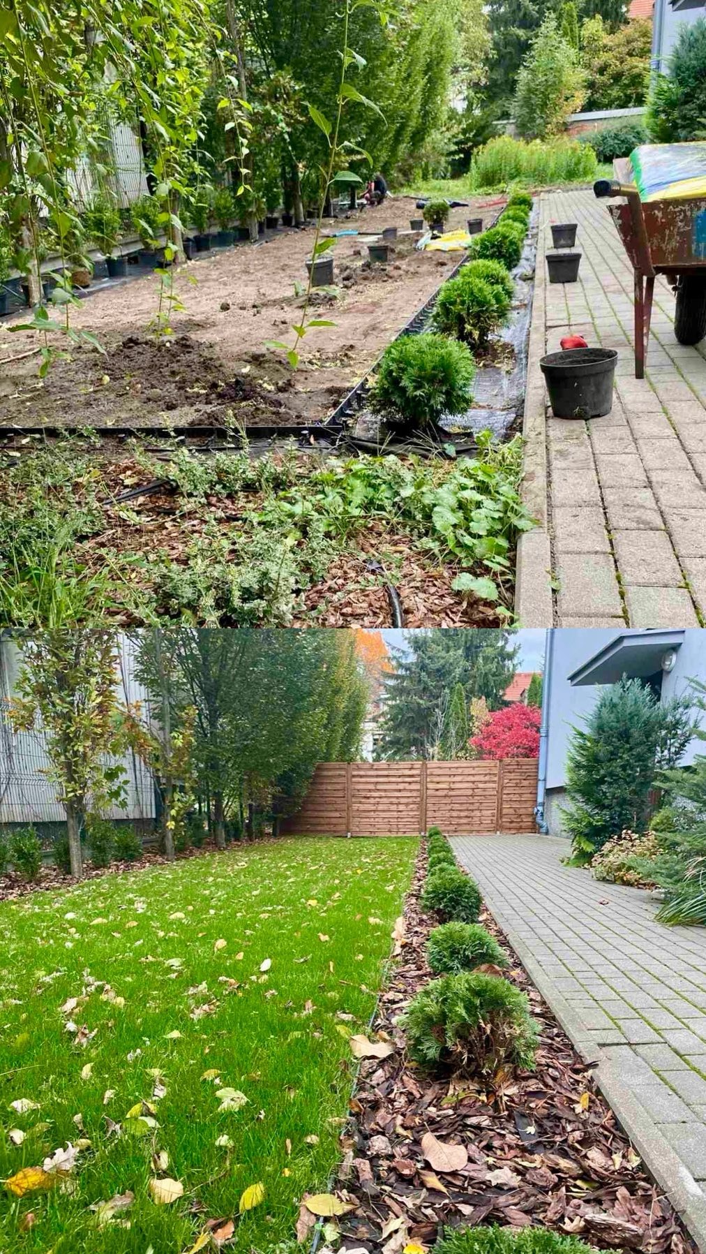 Układanie ogrodu: etap przygotowania gruntu, sadzenie roślin i efekt końcowy z zielonym trawnikiem, drewnianym ogrodzeniem oraz równo posadzoną roślinnością ozdobną.