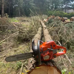 Pomarańczowa piła łańcuchowa Husqvarna 560 XP G leży na świeżo ściętym pniu drzewa iglastego, w tle stos pociętych pni i las.