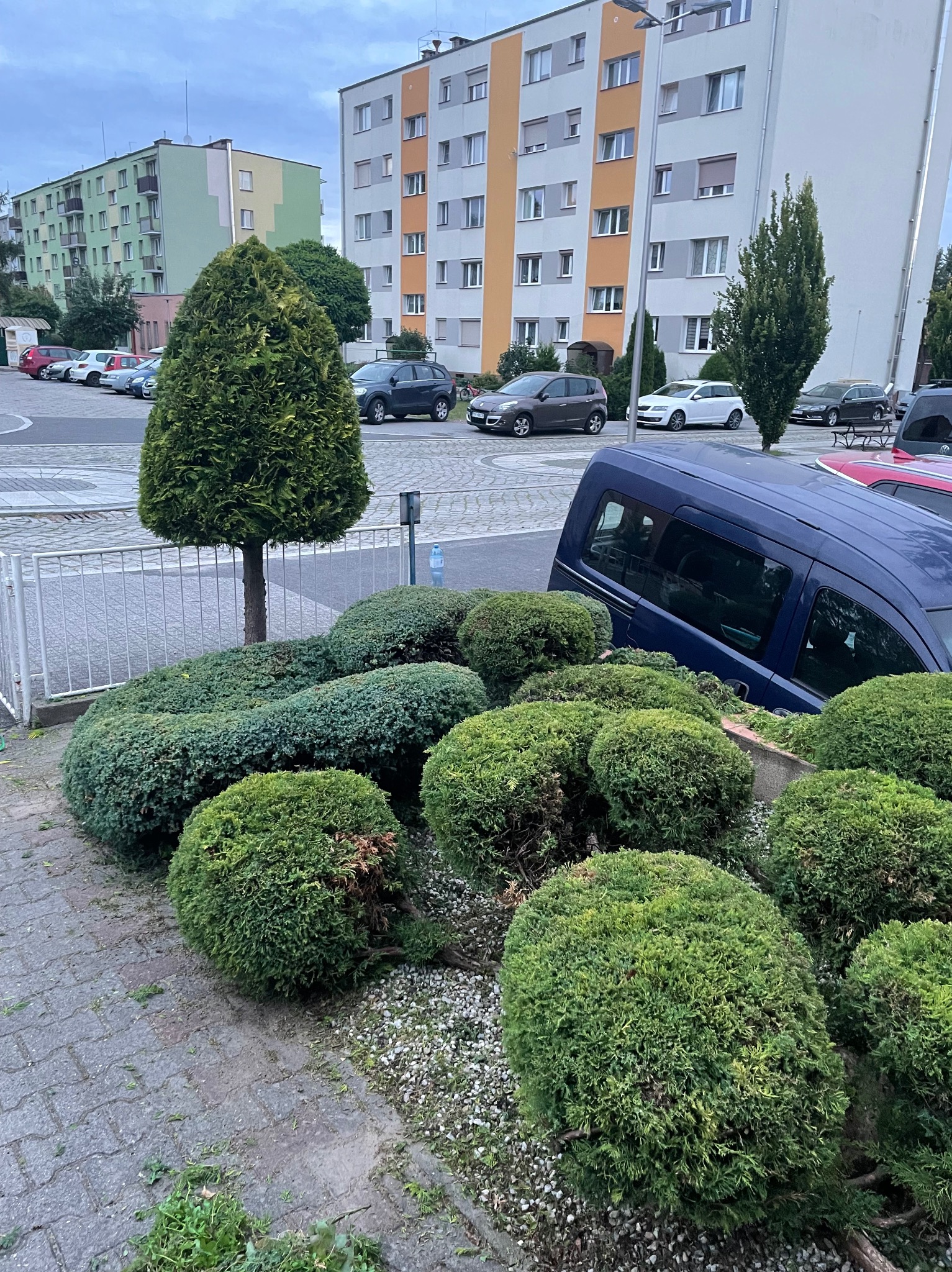 Formowane krzewy i drzewo w kształcie stożka na tle bloku mieszkalnego i zaparkowanych samochodów, widoczne ślady po niedawnym cięciu.