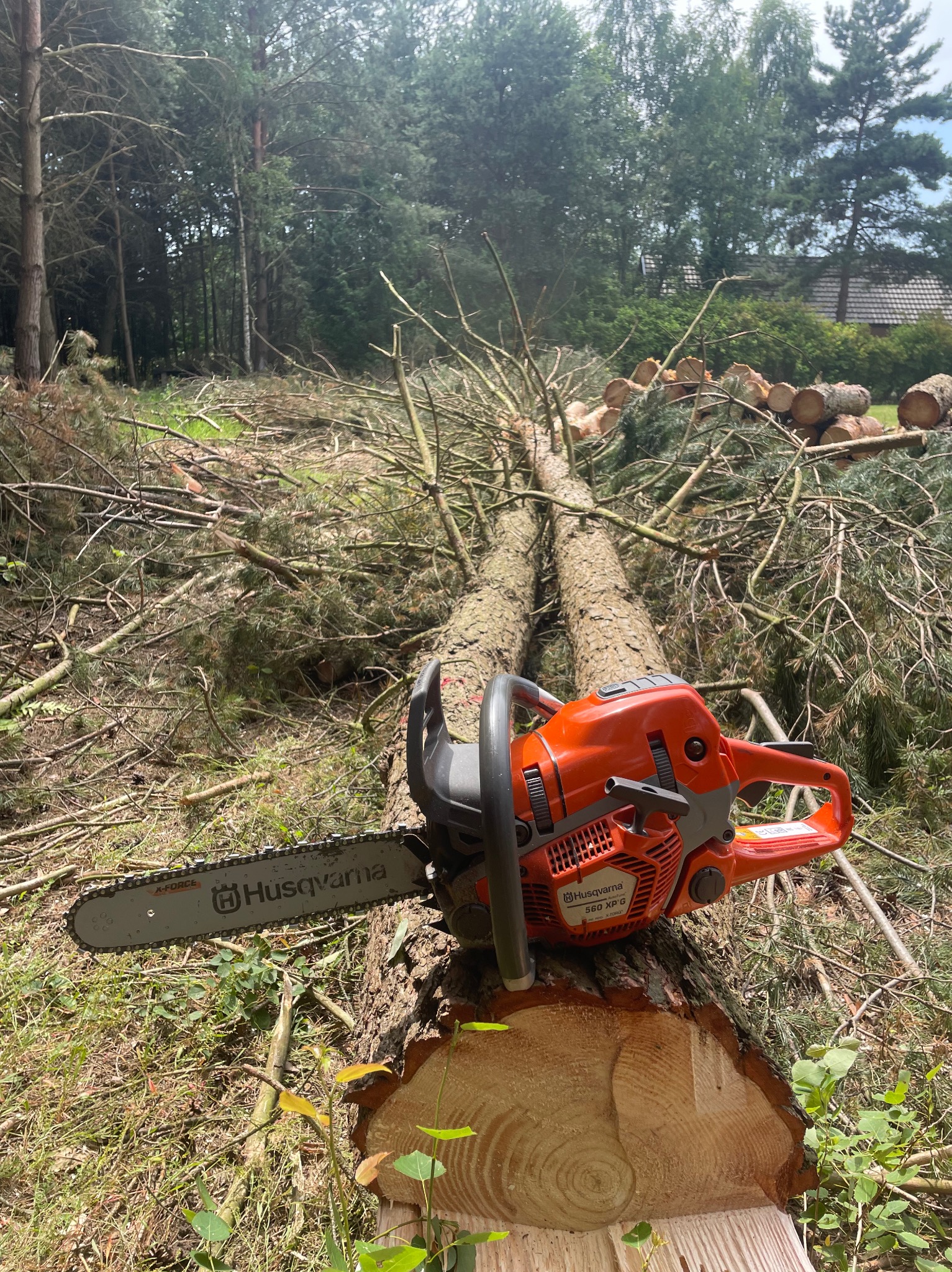 Pomarańczowa piła łańcuchowa Husqvarna 560 XP G leży na świeżo ściętym pniu drzewa iglastego, w tle stos pociętych pni i las.