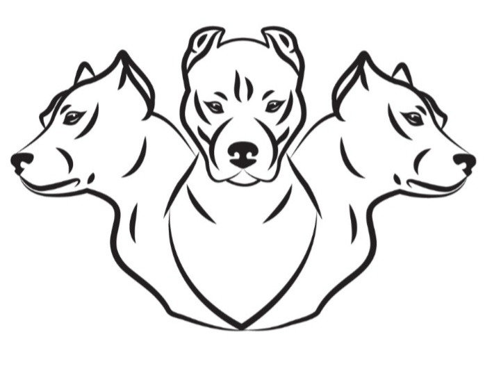 Grafika wektorowa przedstawiająca trzy głowy psa rasy pitbull w stylu line art na białym tle, skierowane w różne strony.