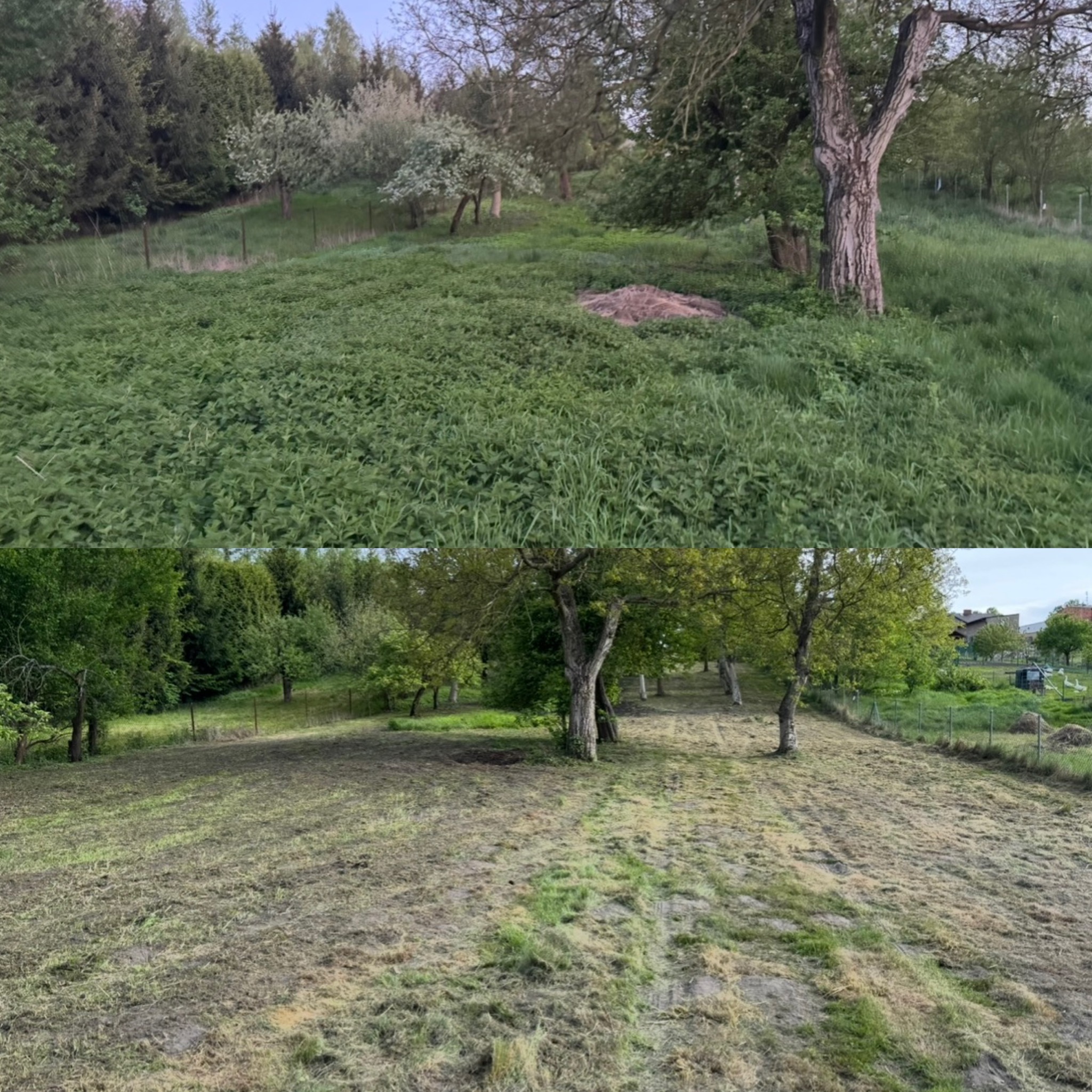 Zdjęcie 'przed i po' koszenia trawy na zarośniętej działce. Na górze wysoka trawa, na dole krótko przystrzyżona, z widocznymi śladami po koszeniu.