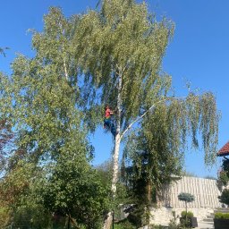 Wycinka drzew Katowice 1