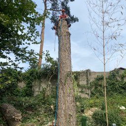 Wycinka drzew Katowice 2