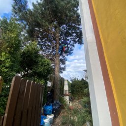 Wycinka drzew Katowice 3