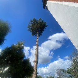 Wycinka drzew Katowice 4