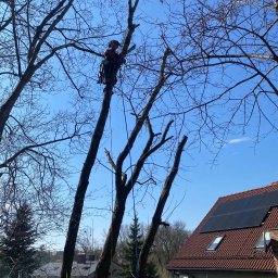 Bartosz Krzyworzeka - Arborysta w kasku i uprzęży, przywiązany linami do pnia drzewa bez liści, podczas przycinania gałęzi na tle błękitnego nieba i dachu domu z panelami słonecznymi.