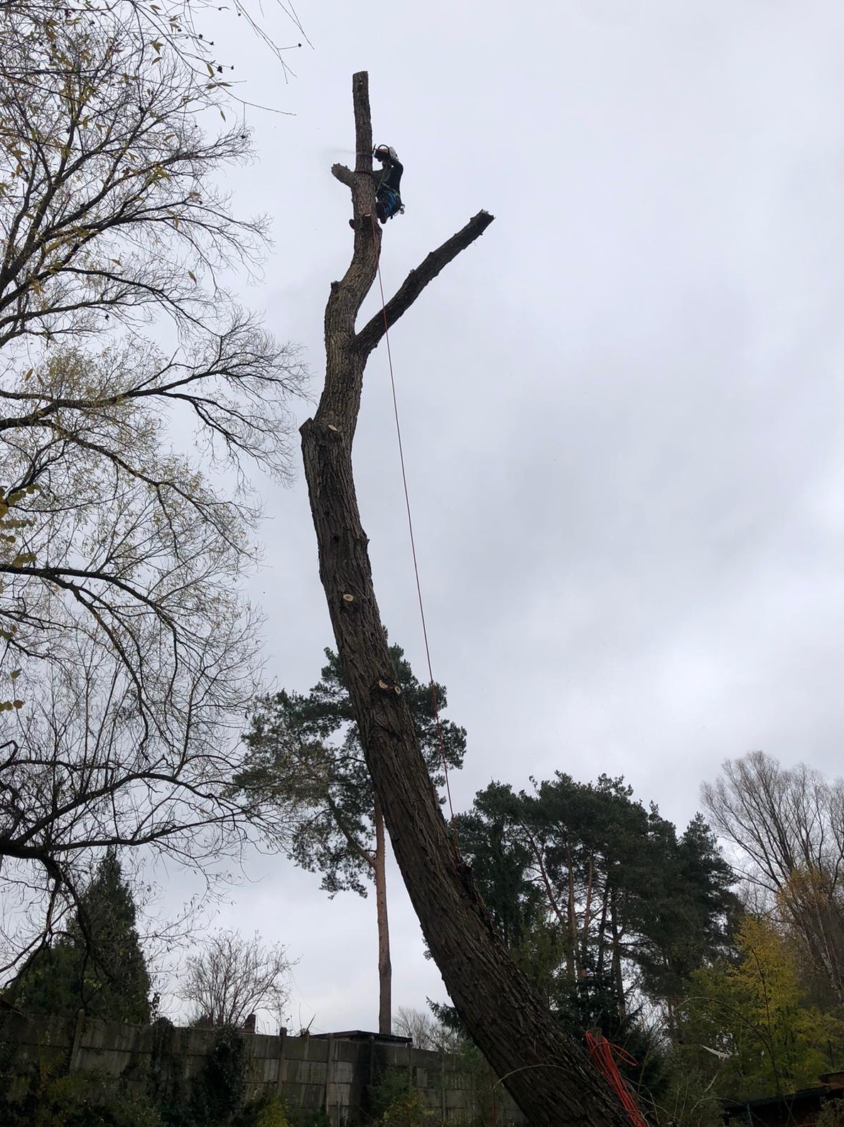 Arborysta w kasku i uprzęży, wysoko na drzewie z odciętymi gałęziami, zabezpieczony liną, na tle pochmurnego nieba.